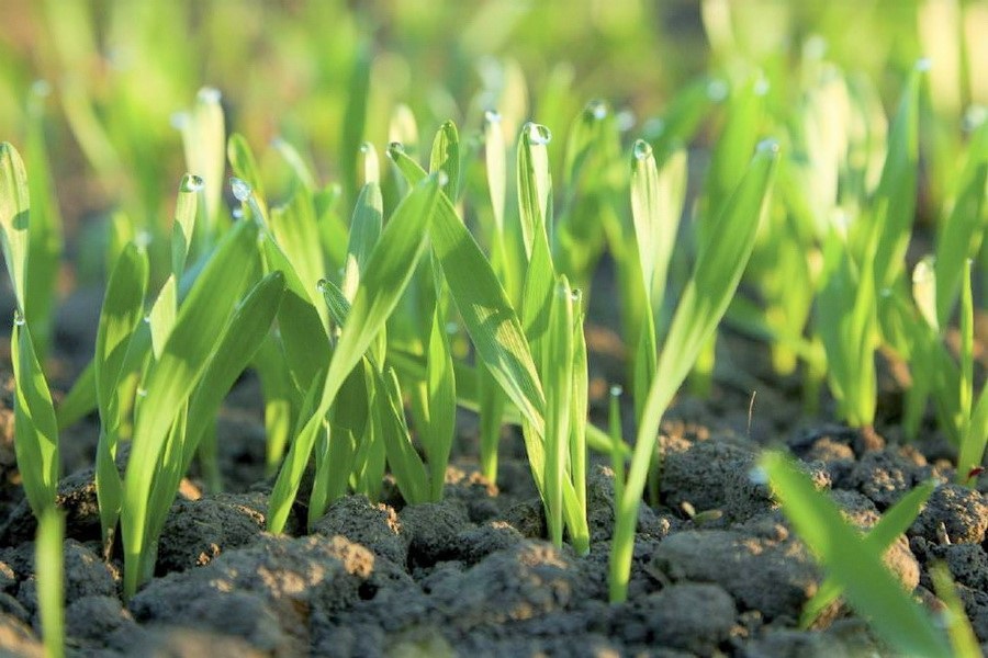 На Львівщині аномальне тепло вперше розбудило озимі культури