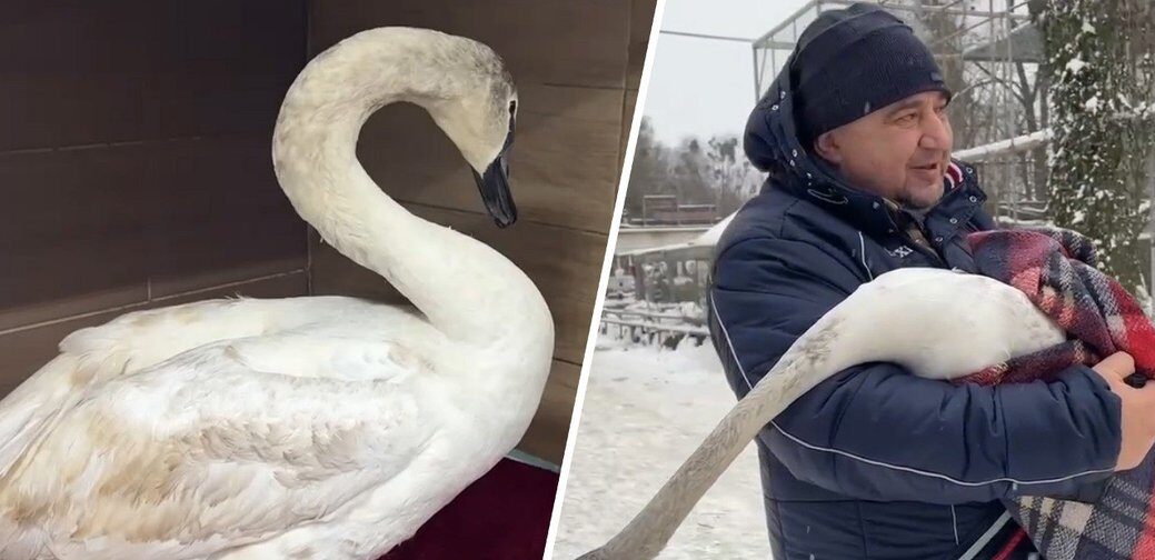Селяни на Львівщині врятували лебедя, який заплутався у рибацьких сітях