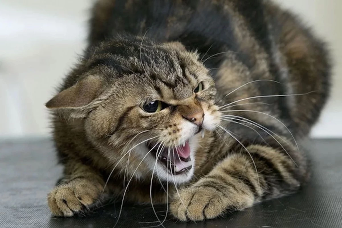 У Дрогобицькій громаді запровадили карантин: через сказ у тварин