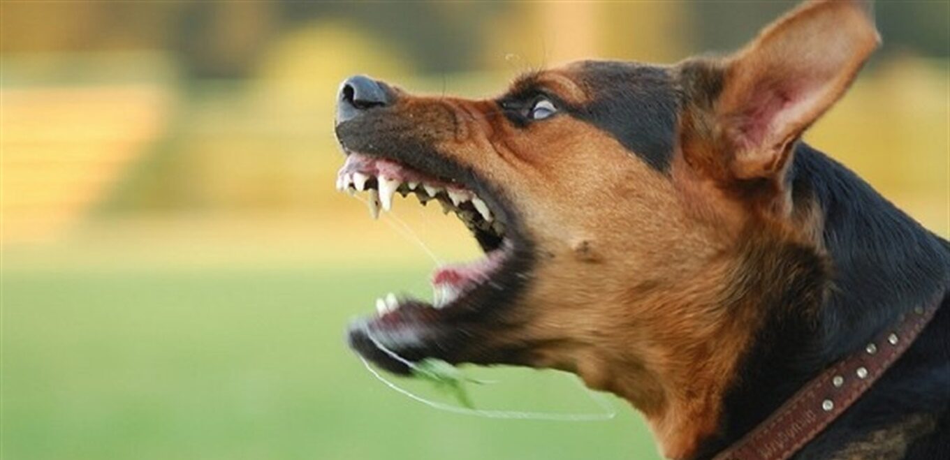 У чотирьох селах на Дрогобиччині оголосили карантин до весни через сказ у собаки