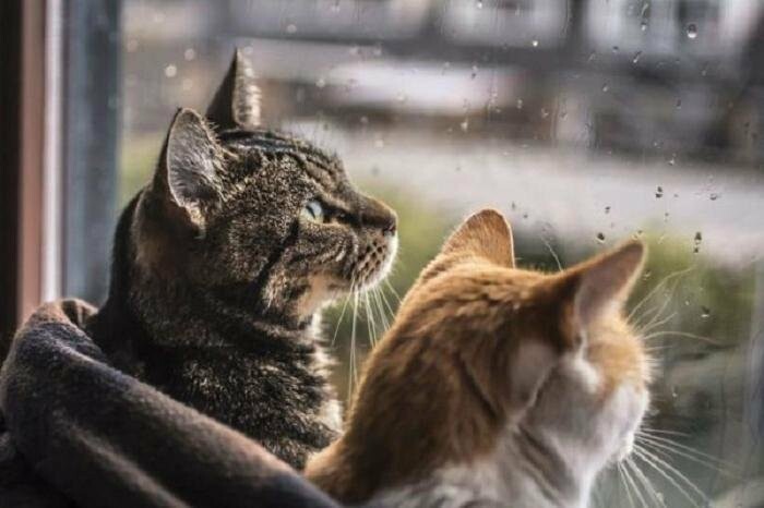 Завтра на Львівщині прогнозують дощ із мокрим снігом