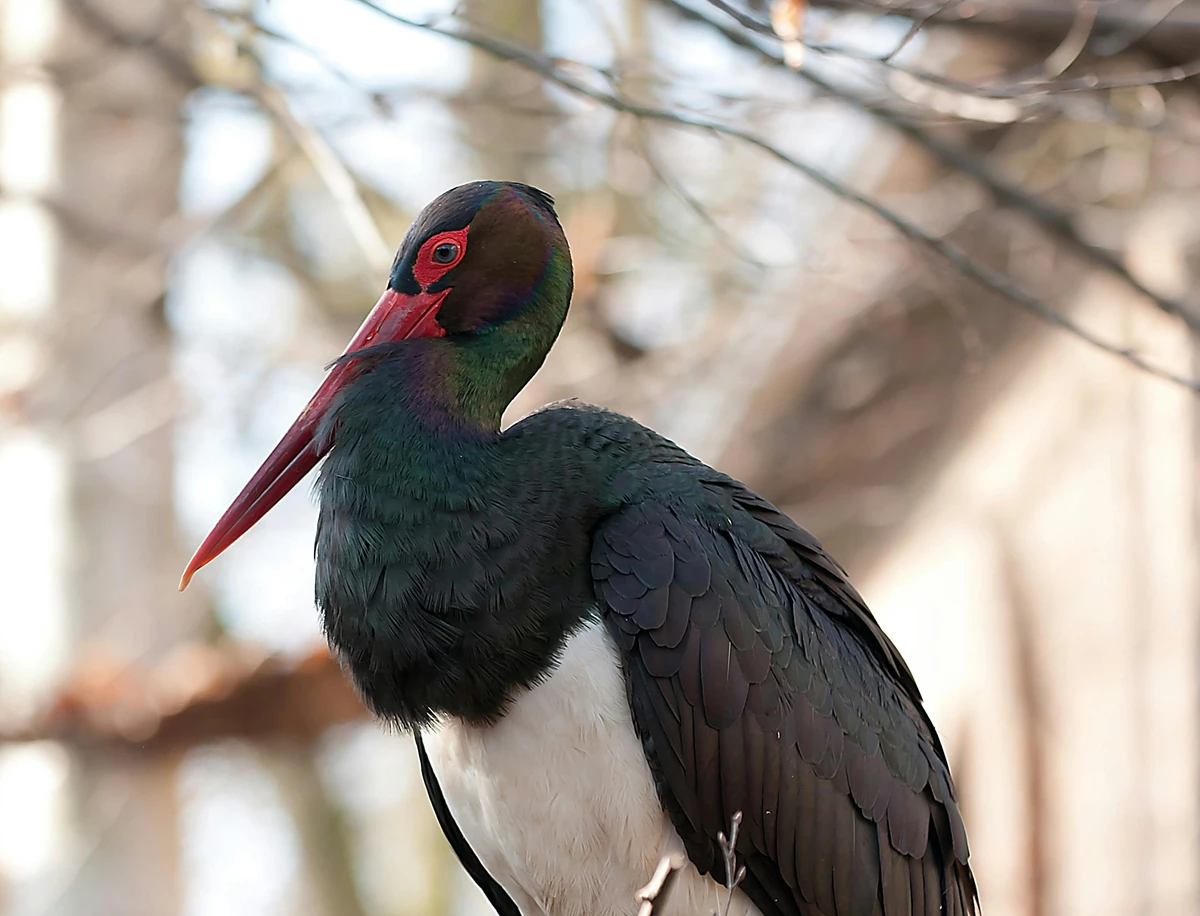 На Львівщині знайшли нове місце гніздування червонокнижного лелеки