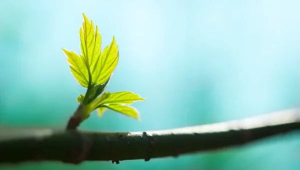 Завтра на Львівщині прогнозують весняну погоду