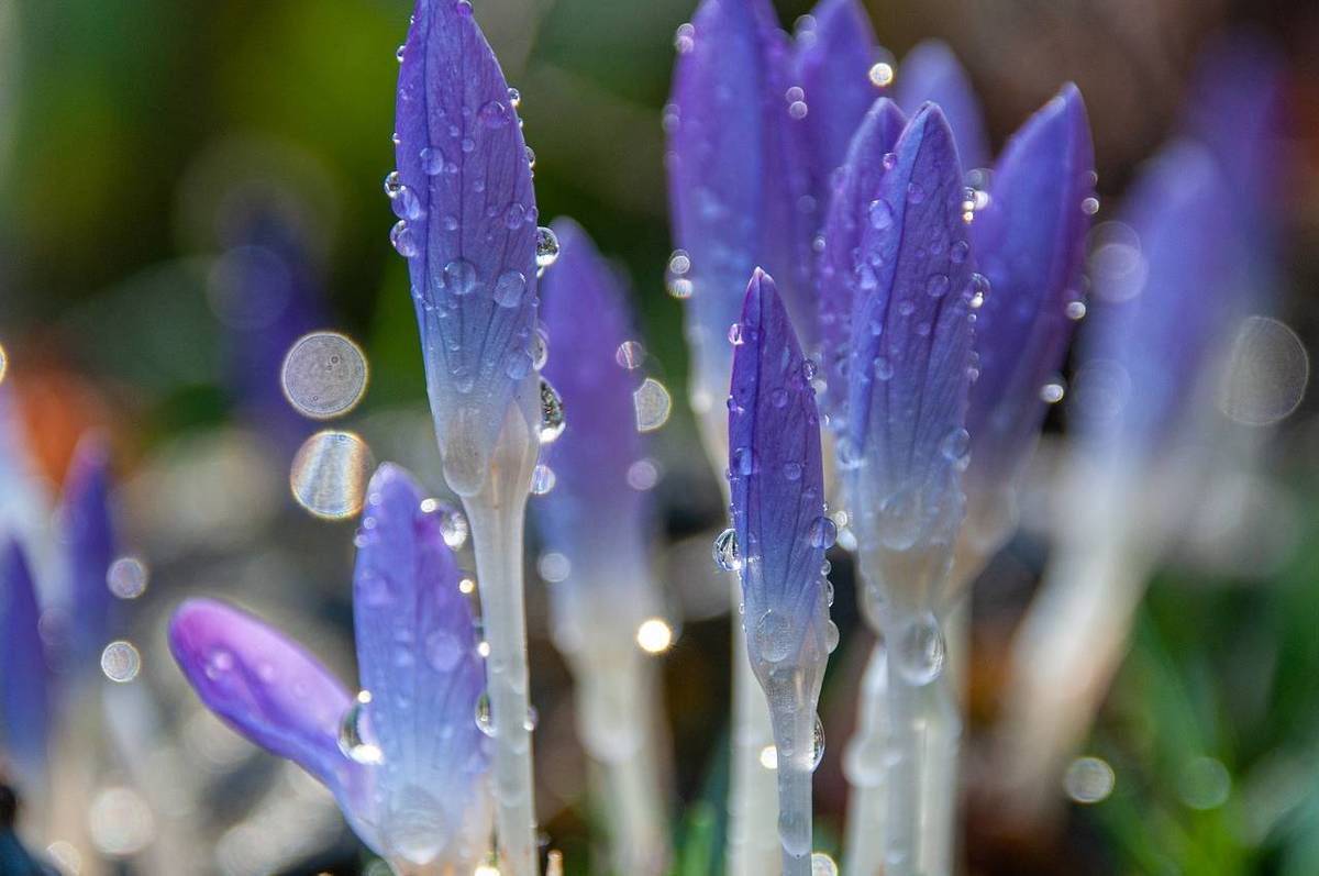 До 16° тепла і дощ: синоптики розповіли з якої погоди на Львівщині розпочнеться новий тиждень