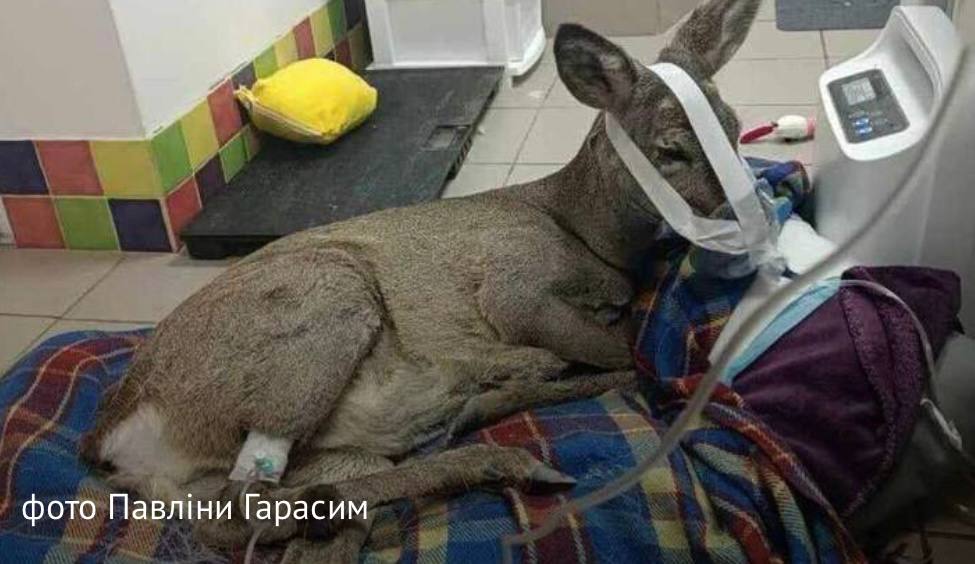 Волонтерки врятували вагітну косулю, яку збив водій біля Львова