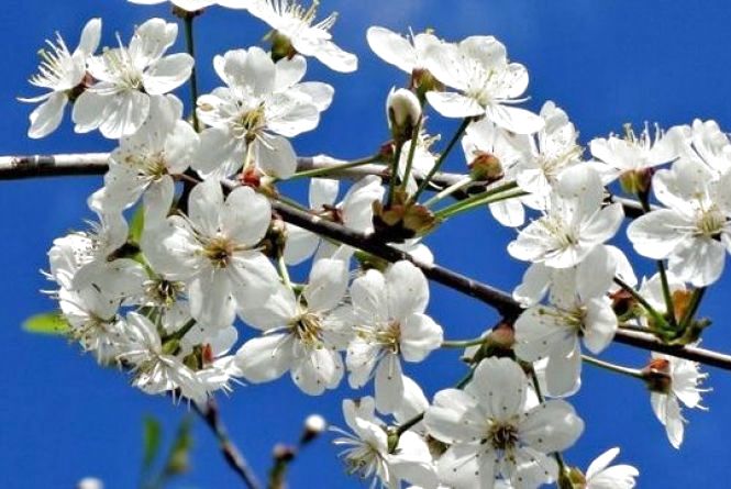 У Львові третій день поспіль фіксують температурні рекорди