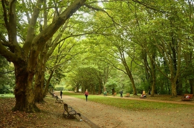 У Львові витратять 50 мільйонів гривень на озеленення
