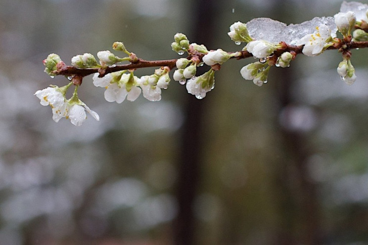 Вночі на Львівщині будуть заморозки