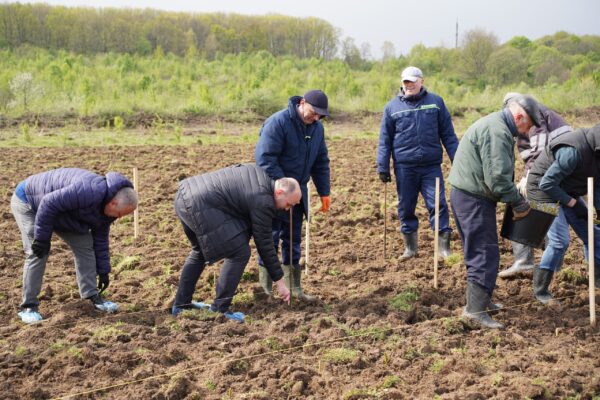 Біля Дрогобича висадили півтора гектара енергетичної верби та тополі
