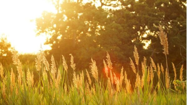Без опадів, але мінлива хмарність: якою буде погода в останній понеділок квітня