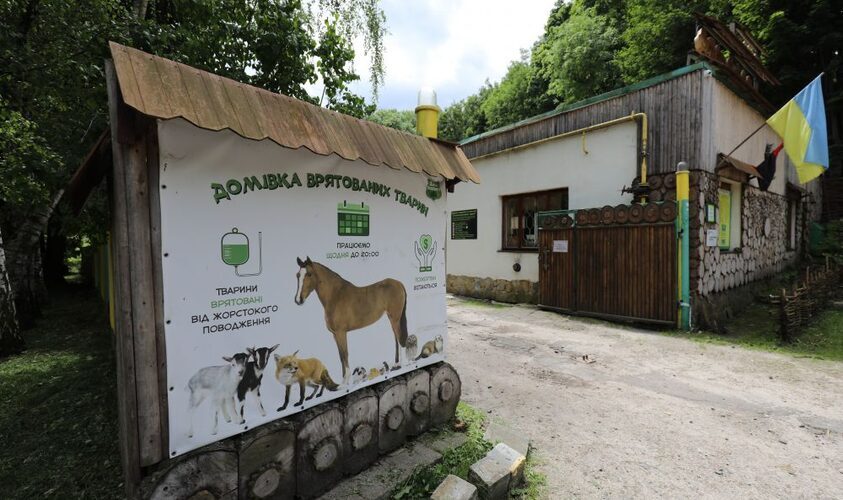 У Домівці врятованих тварин можна безкоштовно стерилізувати котів та собак