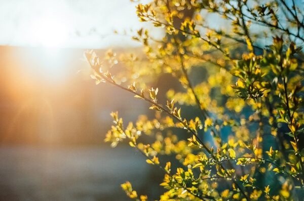 Погода на Львівщині: синоптики розповіли, якою буде температура у першу неділю квітня