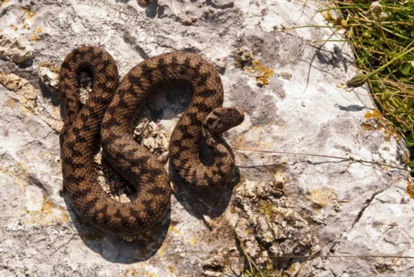 19 людей постраждали від укусу змій на Львівщині: як уберегтися