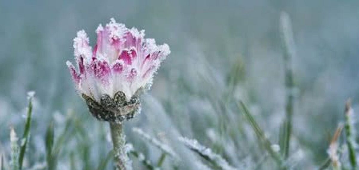 Синоптики прогнозують на Львівщині заморозки і мокрий сніг
