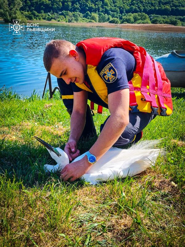 На Львівщині рятувальники вивільнили чаплю, яка зачепилася на гілках дерева