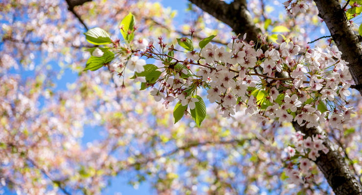 До 26° тепла і без опадів: якою буде погода у Великодню неділю