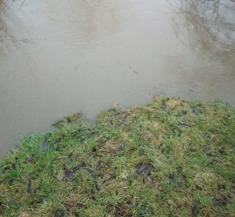 У річці Верещиця на Львівщині виявили значне забруднення