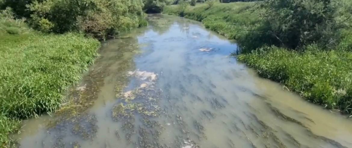 Масштабне забруднення річки Верещиця на Львівщині: хто зливає у воду речовину з запахом браги (ВІДЕО)