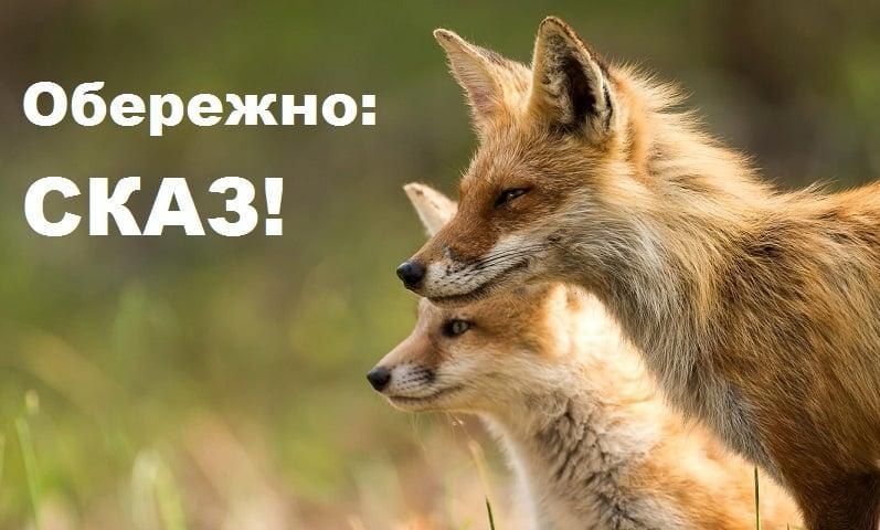 У селі на Львівщині запровадили карантин через сказ у тварин