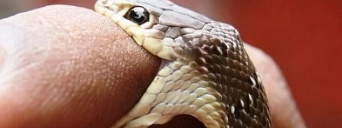 За минулу добу на Львівщині через укус змії госпіталізували літнього чоловіка та 20-річну дівчину