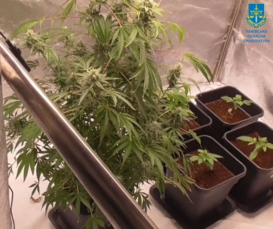 Виростив наркотики на 2 мільйони гривень: мешканець Нового Роздолу облаштував в своїй кімнаті лабораторію з вирощення конопель