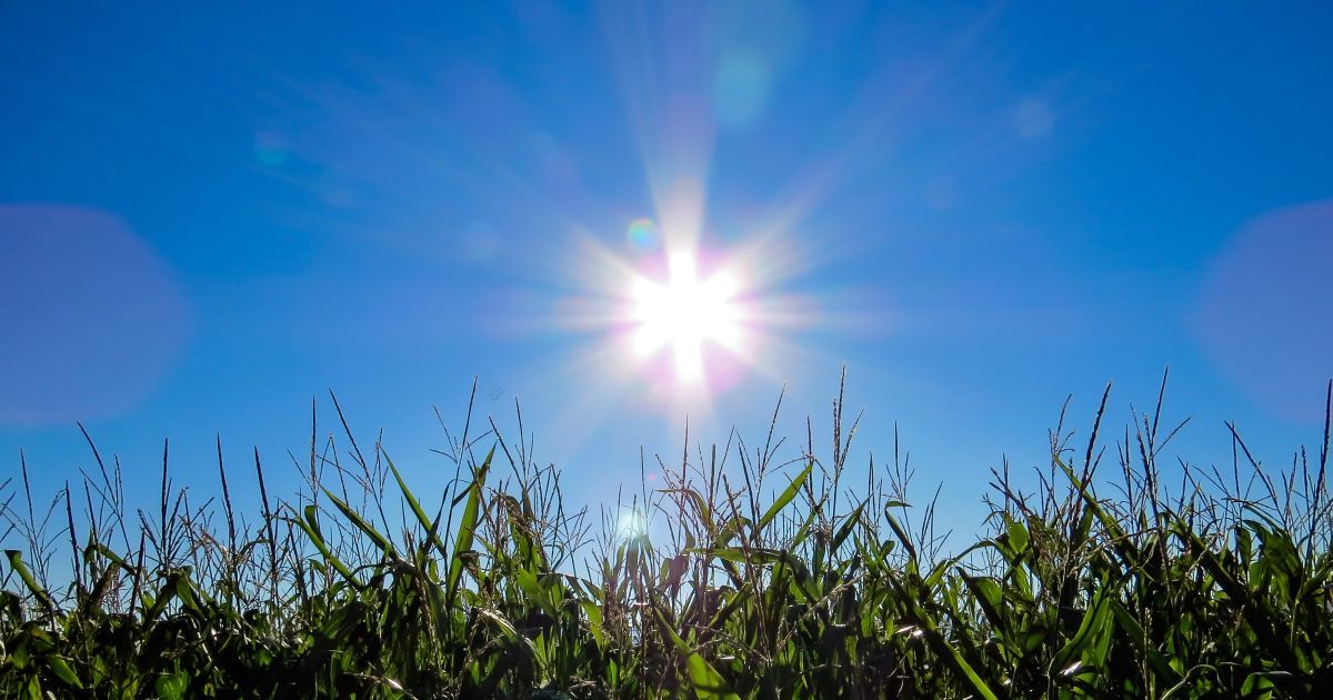 До +24 та без опадів: якою буде погода 15 червня на Львівщині