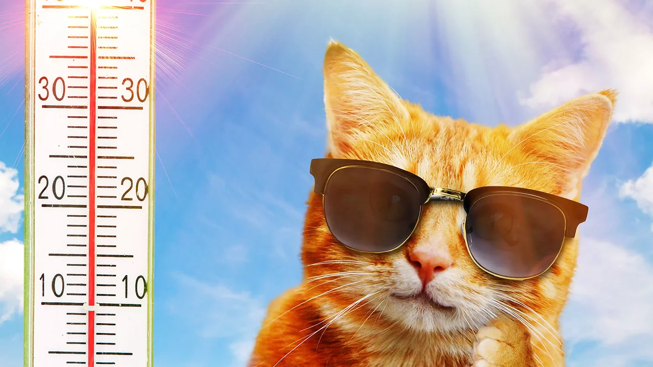 До 30° тепла вдень: яку погоду завтра прогнозують синоптики у Львові та області