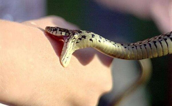 На Стрийщині змія вкусила 10-річну дівчинку