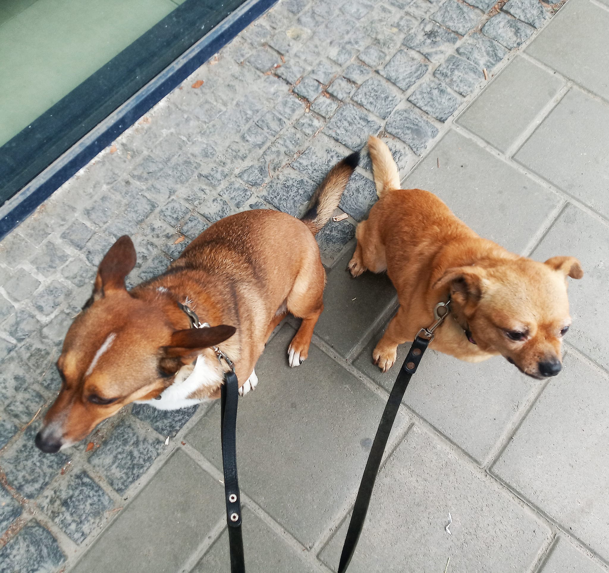 У Львові жінці з двома невеликими собаками не дозволили їхати в автобусі: реакція АТП