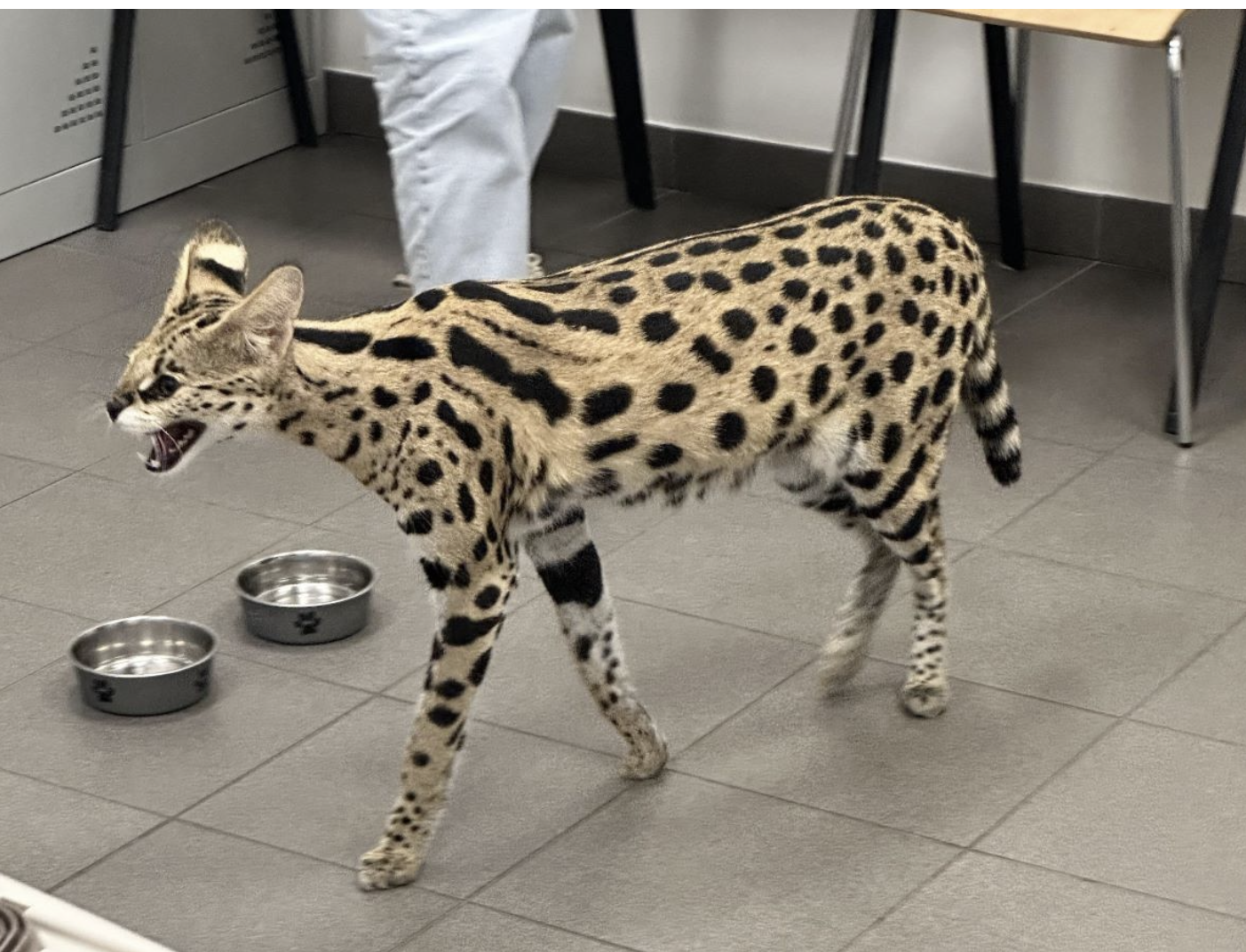 32-річна українка хотіла вивезти до Польщі сервала, видаючи його за домашнього кота