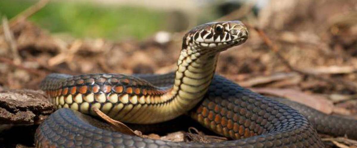 В горах на Львівщині від укусу змії постраждав громадянин Латвії