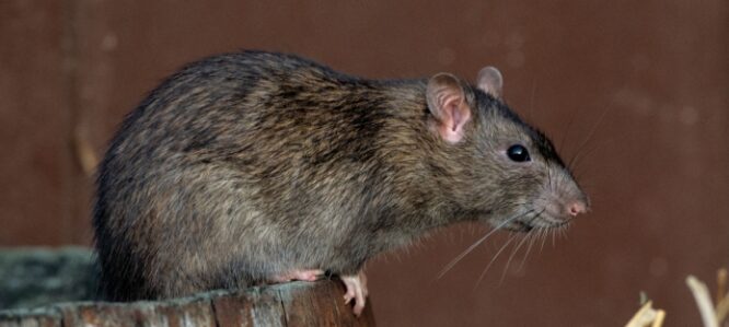 Двох мешканців Городка госпіталізували з лептоспірозом після купання в річці Верещиця