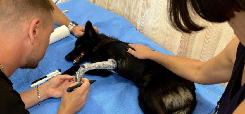 В Центрі UNBROKEN вперше виготовлять ортез для травмованої собаки