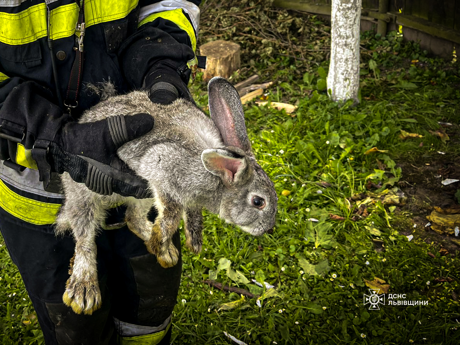 З пожежі на Львівщині вогнеборці врятували 8 кроликів
