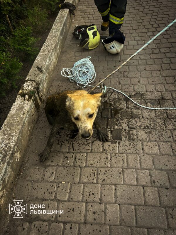 Опинився у пастці: у Червонограді рятувальники дістали з рову собаку