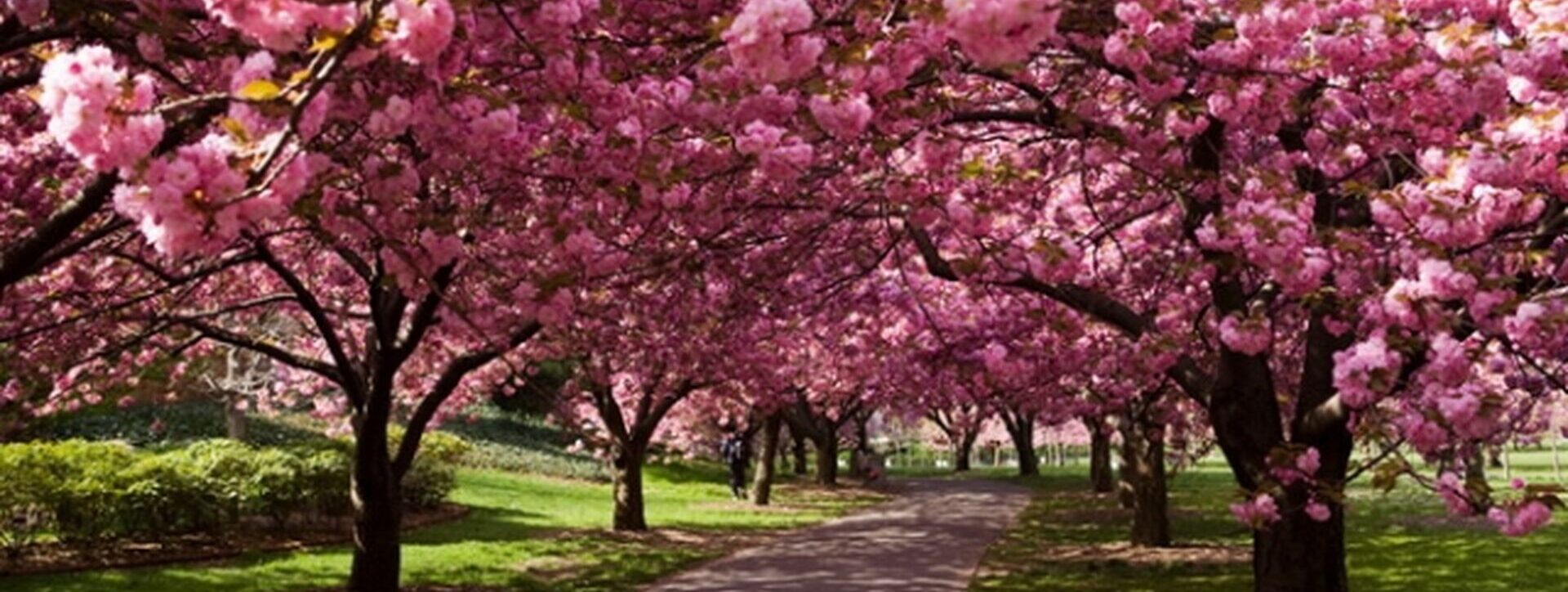 Цієї неділі у селі поблизу Львова висадять 350 сакур