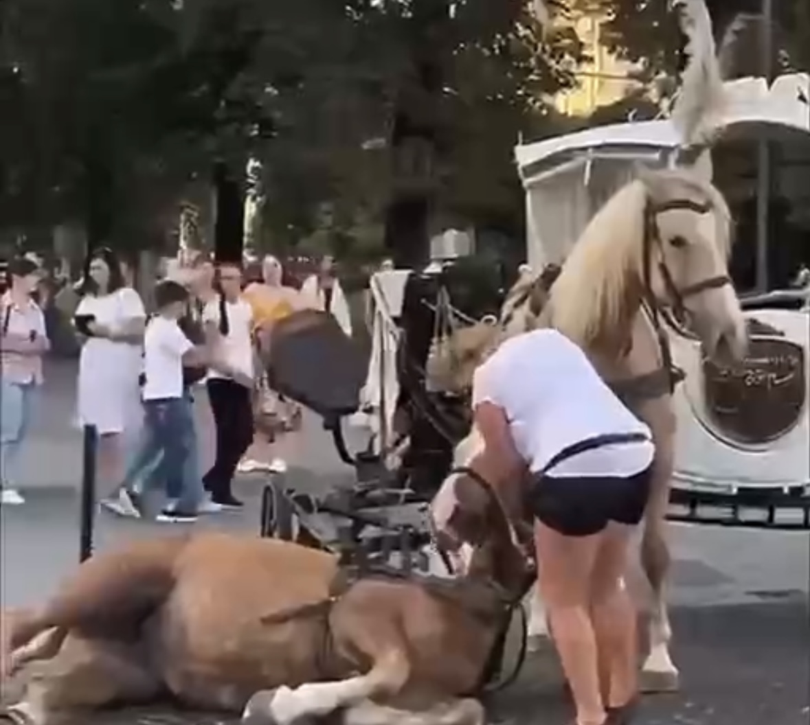 У Львові заборонили використання коней та поні у центральній частині міста