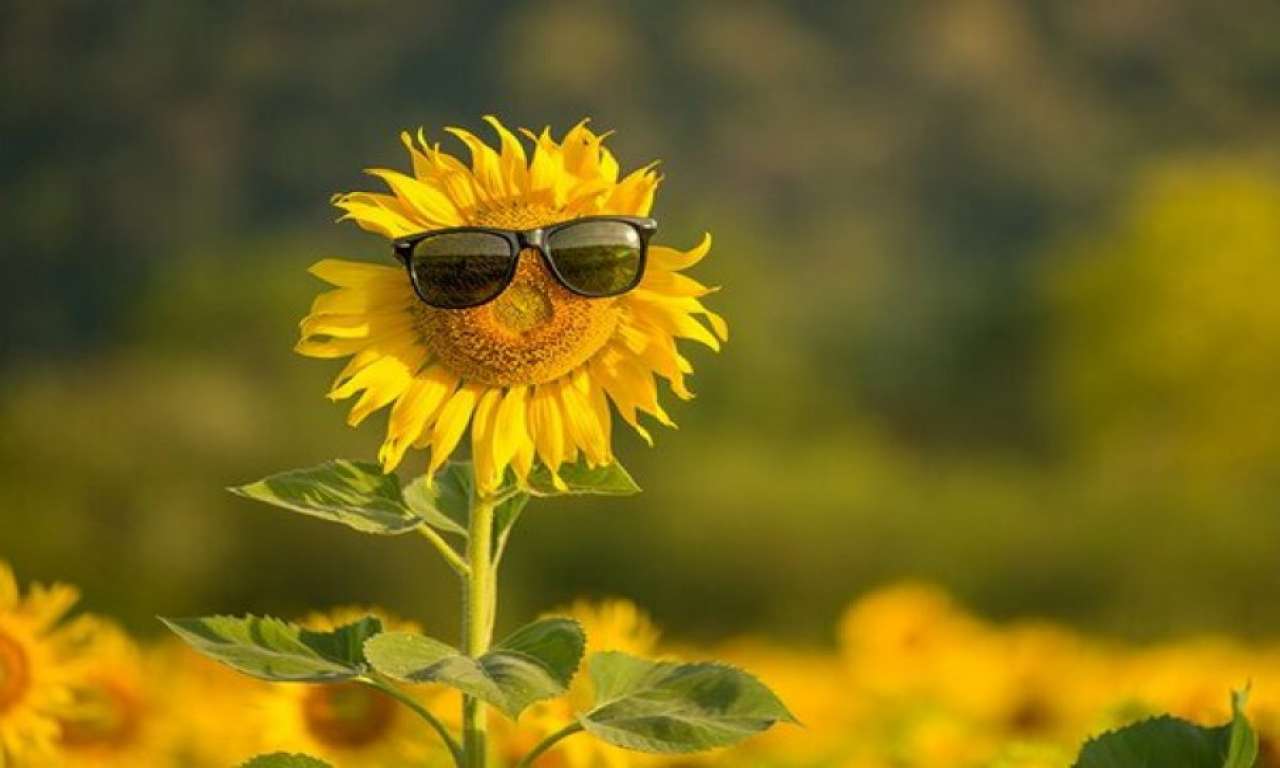 До 33° тепла: синоптики розповіли, якою буде погода завтра у Львівській області