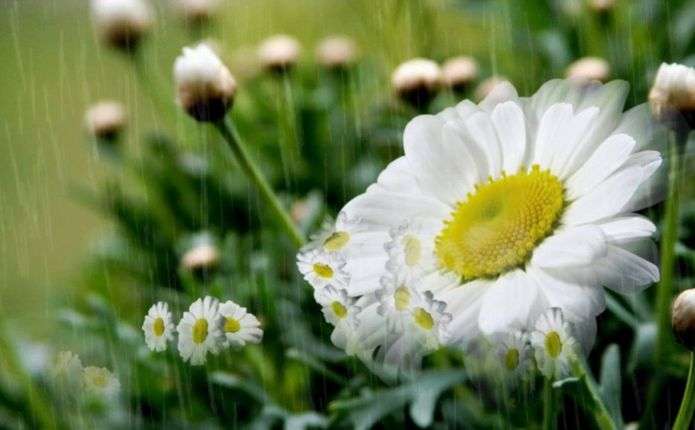 Дощ та спека: якою буде погода на Львівщині 20 серпня