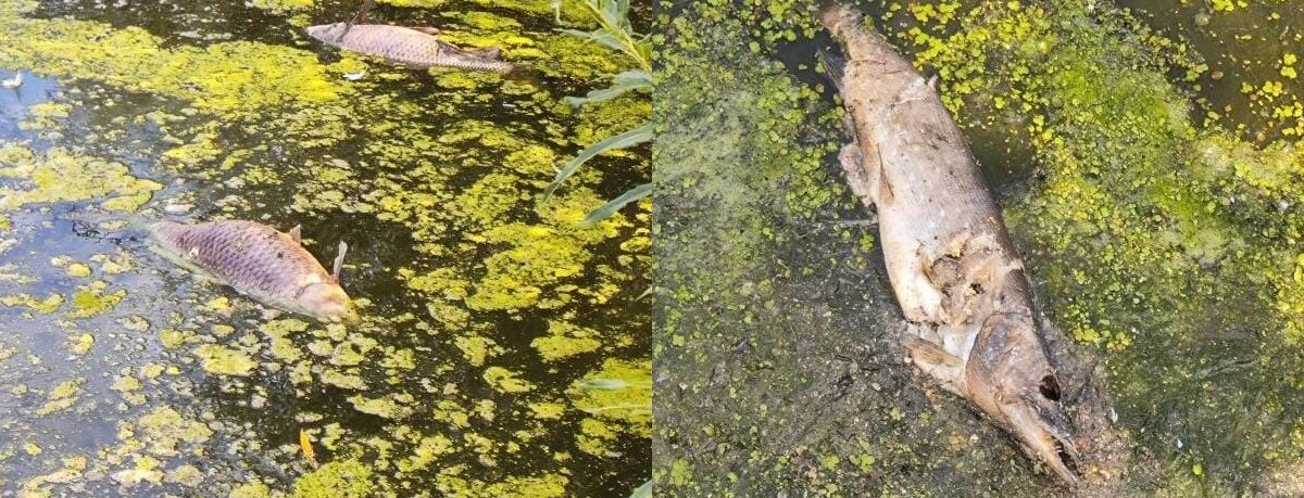 На Золочівщині підприємство забруднює річку, через що масово гине риба