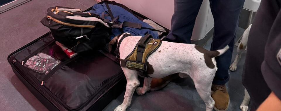 На кордоні затримали француза, який віз гашиш до української столиці