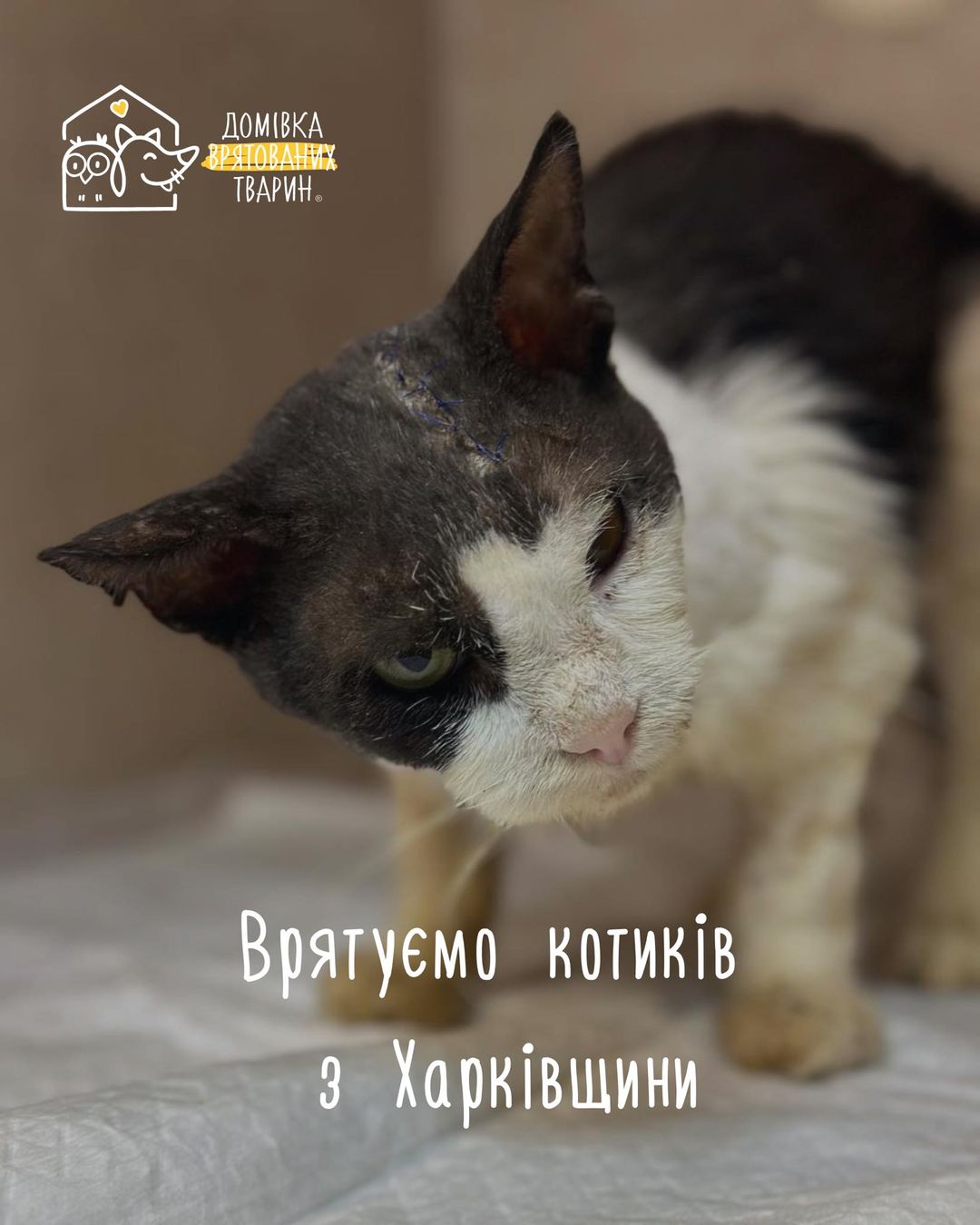 У “Домівці врятованих тварин” збирають кошти, щоб врятувати 30 котів з Харківщини: як допомогти