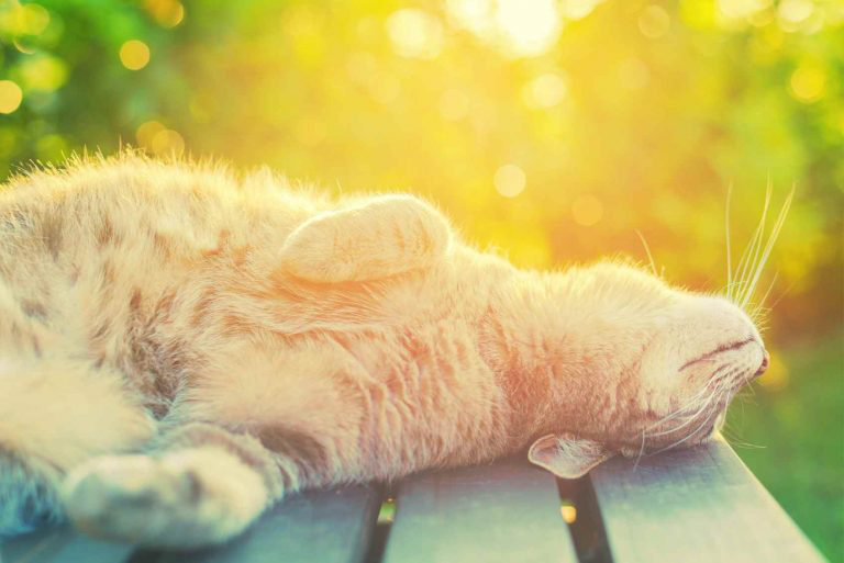 Завтра синоптики у Львові прогнозують до 29° тепла