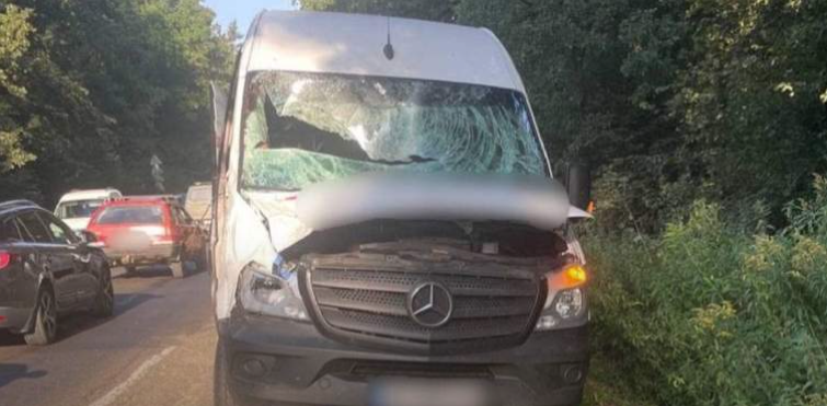 Неподалік Новояворівська мікроавтобус на смерть збив червонокнижного лося