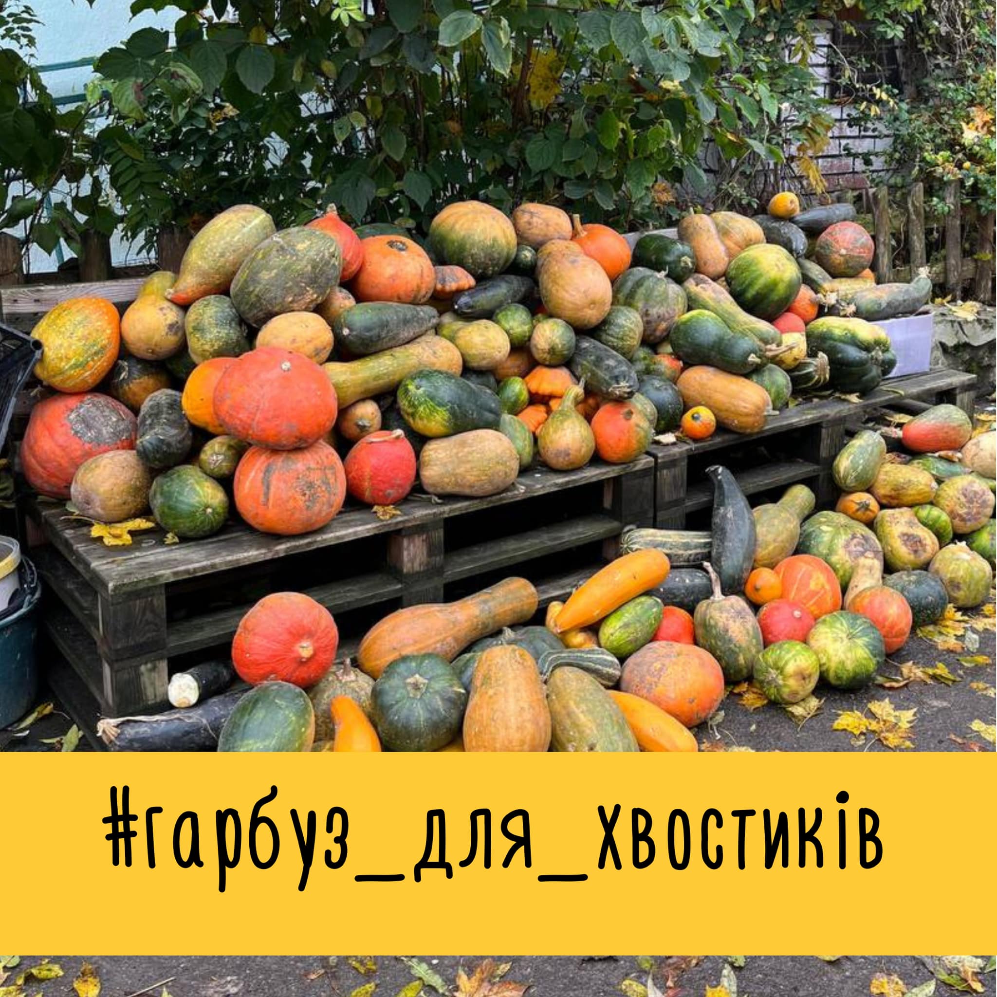 У “Домівці врятованих тварин” просять приносити гарбузи для чотирилапих