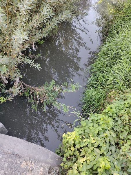 Екологи виявили забруднення в річці Зубра на Сихові у Львові