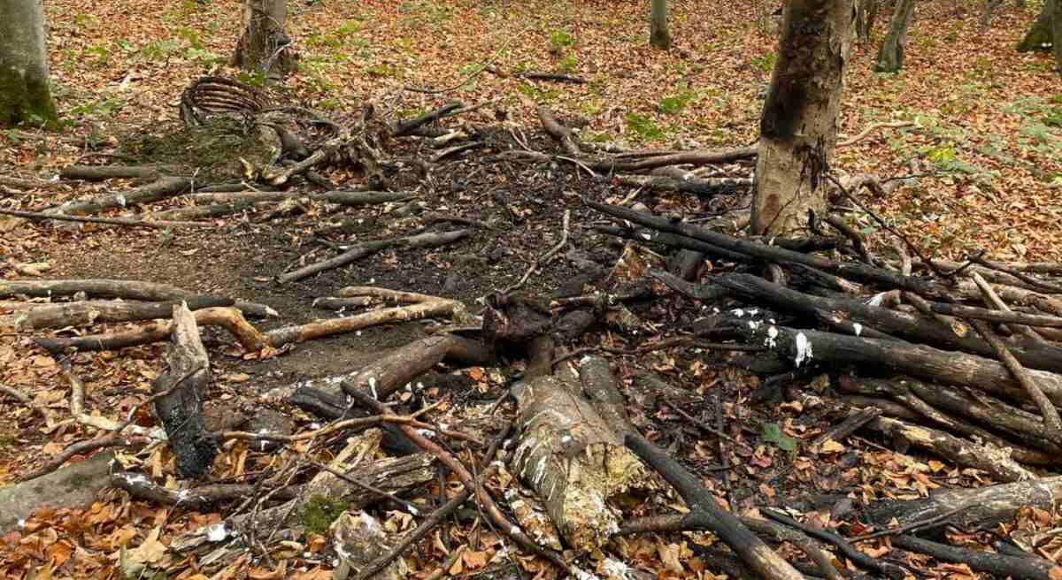 Браконьєри вполювали двох зубрів у Сколівських Бескидах