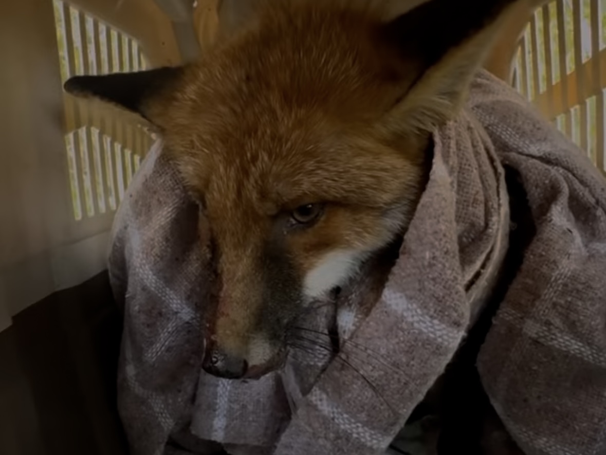 У Львові автівка збила лиса: у “Домівці врятованих тварин” збирають на його лікування