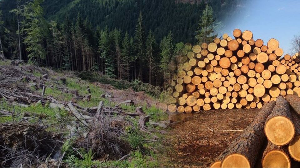 Незаконна порубка лісу на близько 200 тис грн: на Львівщині повідомили про підозру підприємцю і трьом лісничим