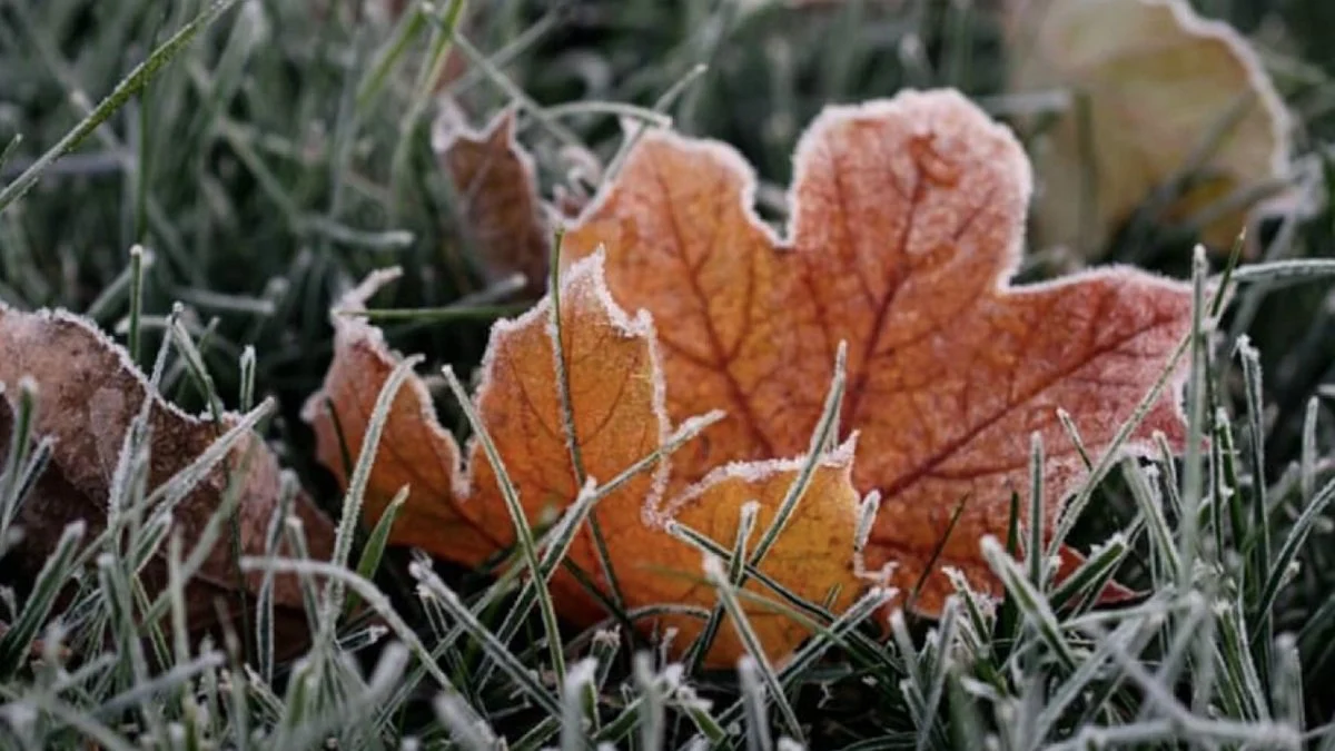 Синоптики прогнозують сильний заморозок на Львівщині